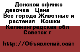 Донской сфинкс девочка › Цена ­ 15 000 - Все города Животные и растения » Кошки   . Калининградская обл.,Советск г.